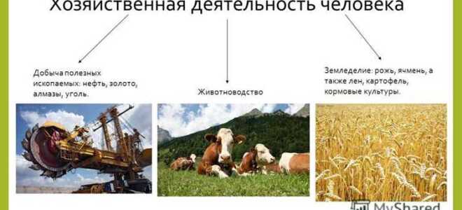 Что такое финансово хозяйственная деятельность