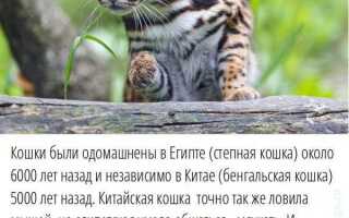 Как называют мат по научному
