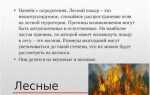Сколько решающих направлений может быть на пожаре