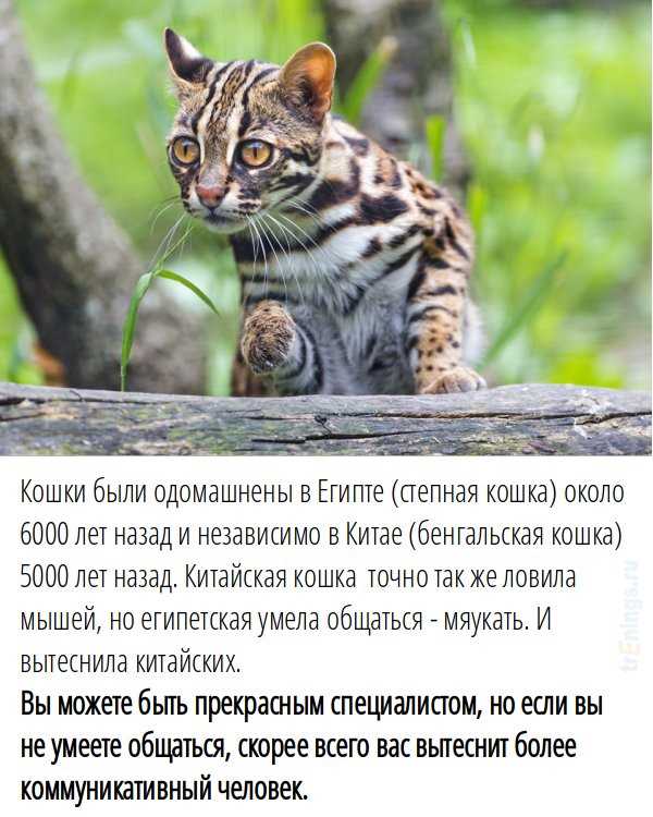 Как называют мат по научному Как называют мат по научному