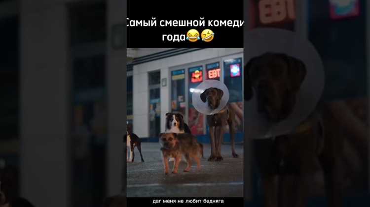 Как ведут себя соседи при появлении хозяина